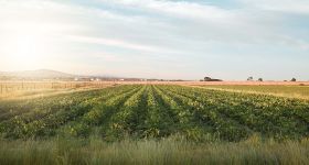 Agriculture: des champs fertiles, des frontières stériles