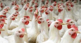 Le secteur avicole alerte:  Les importations tuent notre industrie