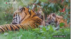 De rares bébés tigres de Sumatra au zoo de Chester