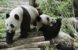 Les pandas de Tokyo partent pour la Chine après les adieux de milliers d’admirateurs