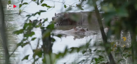 En Colombie, les hippopotames d'Escobar sont devenus un fléau