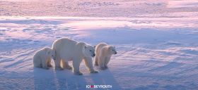 Quantification du lien entre émissions de CO2 et déclin des ours polaires