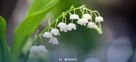 Le 1er mai: luttes, muguet et traditions