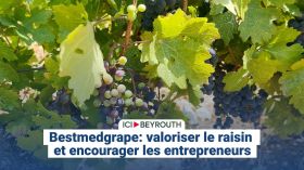 Bestmedgrape: valoriser le raisin et encourager les entrepreneurs