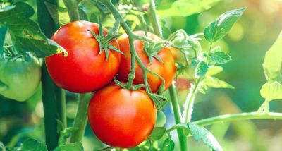 La tomate libanaise fait sa diva: les prix s’enflamment sur les étals