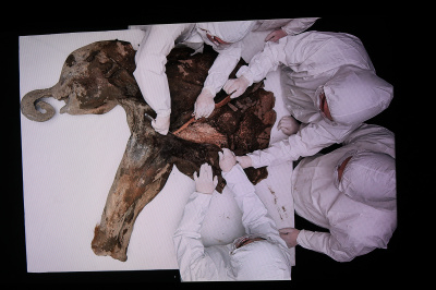 Un mammouth de 130 000 ans dévoile ses secrets