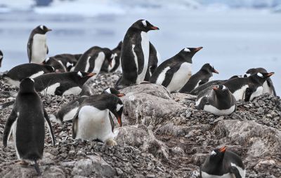Climat: en Antarctique, les manchots avancent leur période de reproduction à vitesse «record»