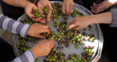 Olives, l'or vert de Kfarmechki