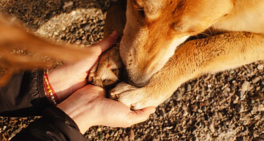 Pourquoi la mort d’un chien nous touche si intensément