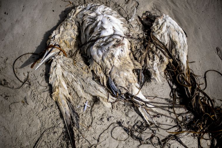 Chaque année, des centaines d’oiseaux morts sur la côte atlantique