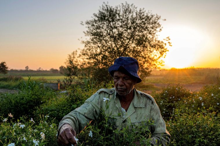 Essence de grands parfums, le jasmin égyptien se fane sous le réchauffement