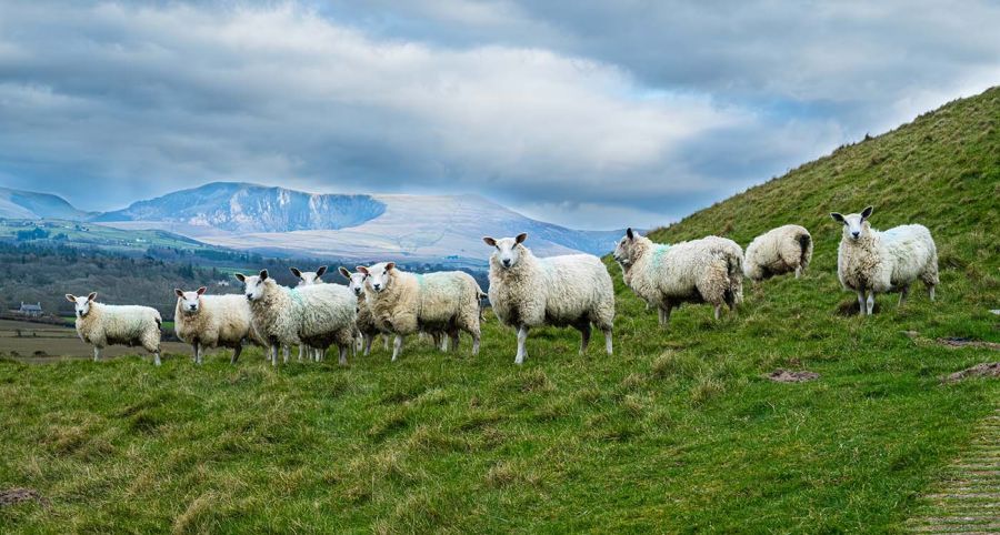 Mouton millionnaire? Tour d’horizon des prix