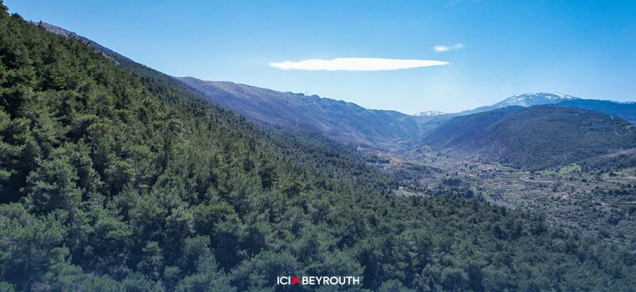 Destructions des forêts du Akkar, l’État aux abonnés absents