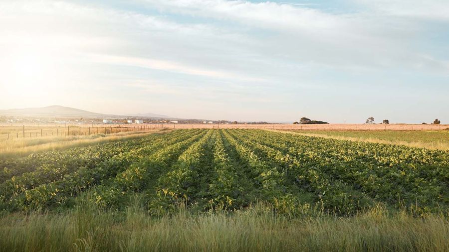 Agriculture: des champs fertiles, des frontières stériles