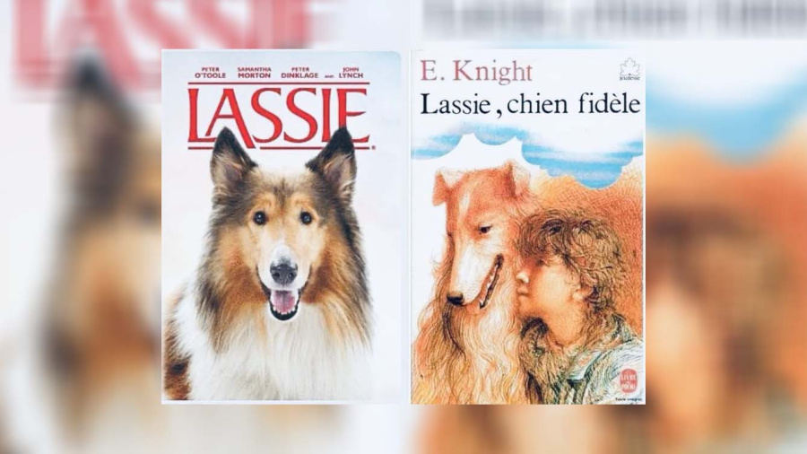 «Lassie», l’histoire vraie d’un colley devenu légende mondiale