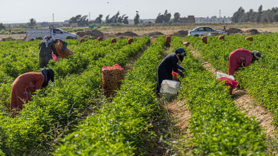 «L'agriculture est morte»: les paysans égyptiens en crise
