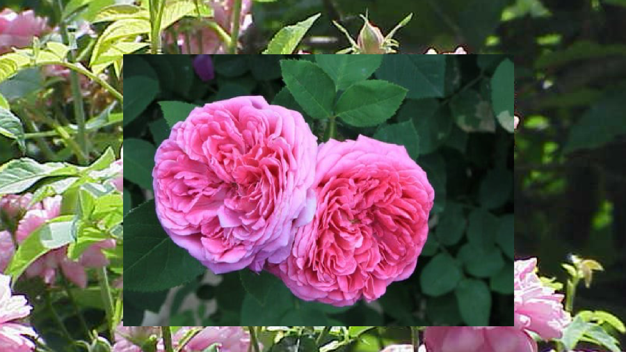 La rose de Damas, mémoire insoumise d’une Syrie blessée