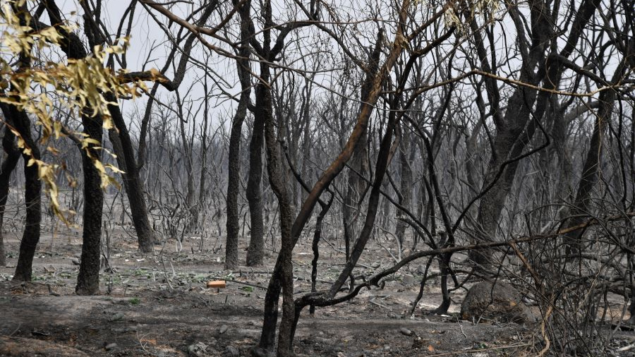 Les forêts d'Algérie en proie aux flammes