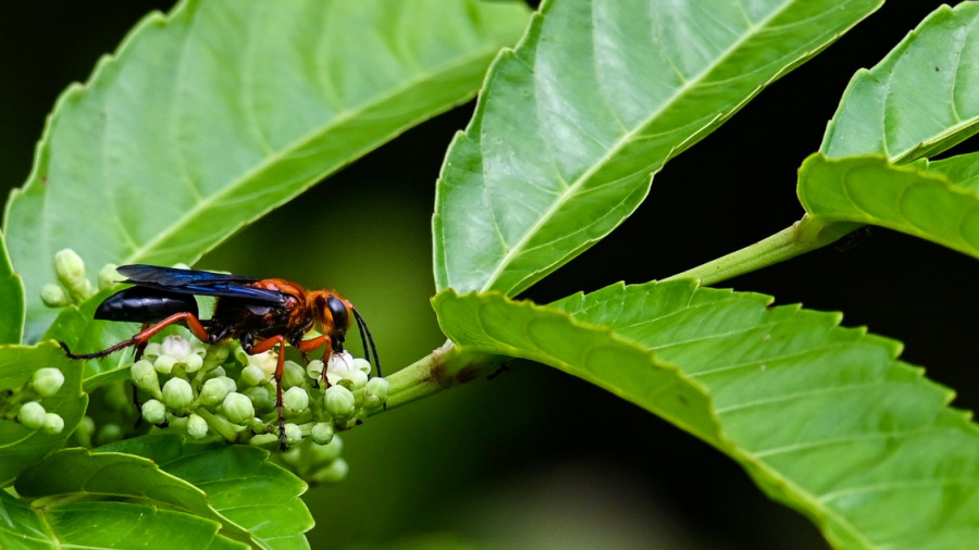 La nature au secours des humains