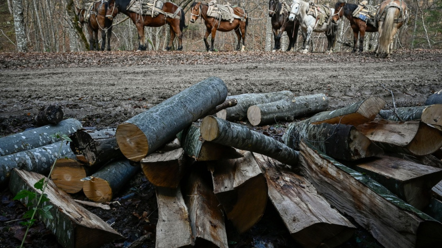 En Europe, la demande en bois pour chauffage flambe