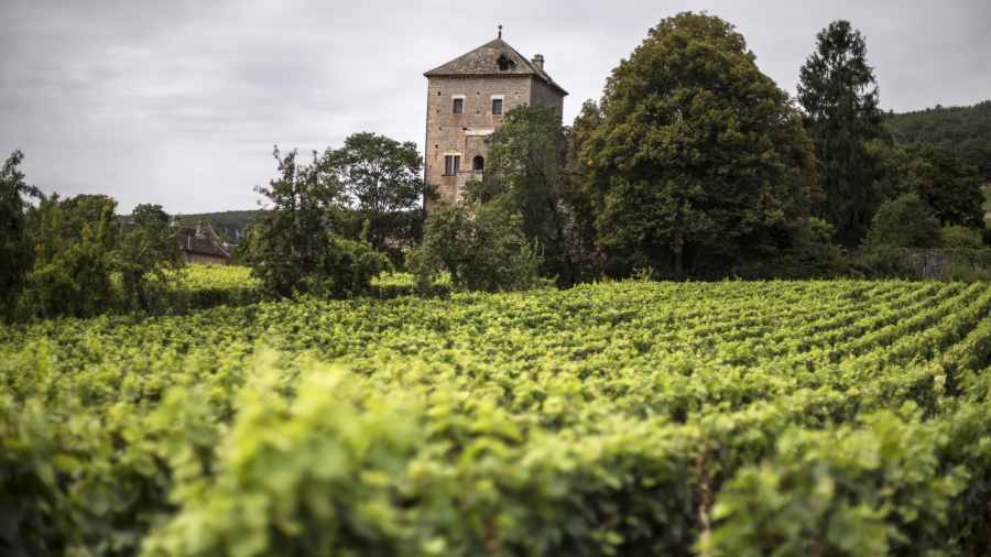 La Chine va reconnaître 70 vins de Bourgogne IGP et s'intéresse à la luzerne française