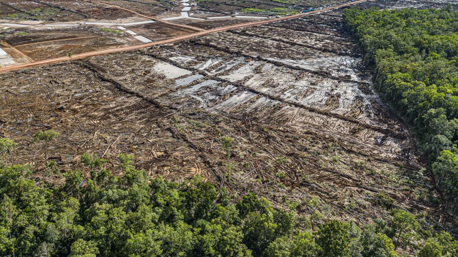 Pour se nourrir, l'Indonésie risque une déforestation massive