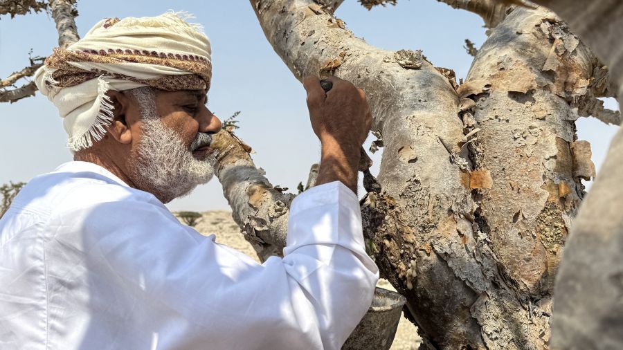 L’or blanc d’Oman: les arbres à encens