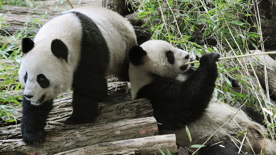 Les pandas de Tokyo partent pour la Chine après les adieux de milliers d’admirateurs