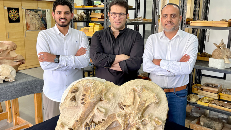 Découverte en Égypte de l'une des plus anciennes baleines d'Afrique