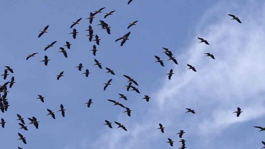 Arrestation de braconniers dans le Akkar