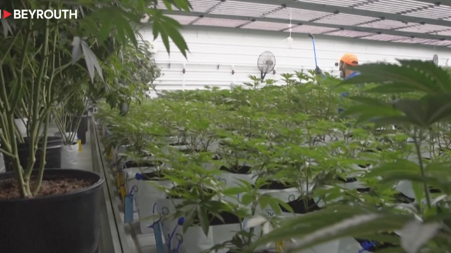 Le Missouri, nouvel eldorado du cannabis