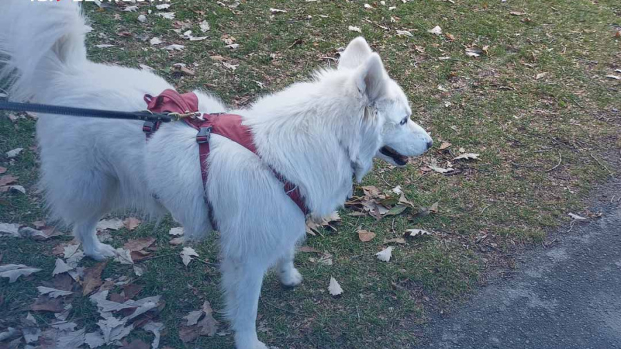 Sauver des chiens au Liban - une mission difficile