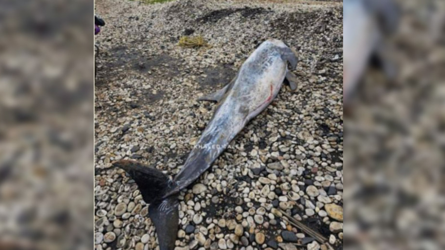 Un dauphin de Risso échoué sur une plage du Akkar