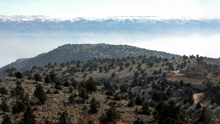 Au Liban, des arbres millénaires menacés par l'abattage illégal