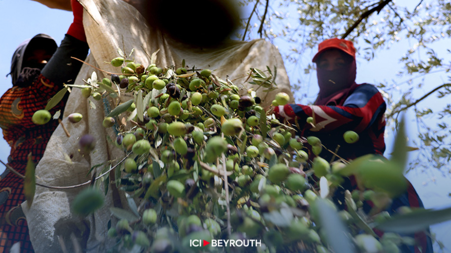 Récolte des olives à l'ombre du conflit