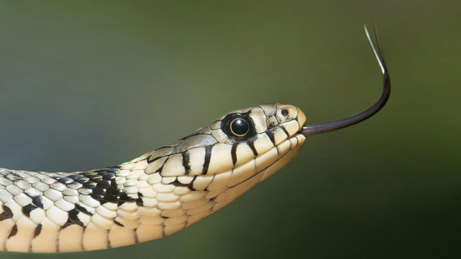 Mordu par des serpents à 200 reprises pour aider à trouver un antivenin universel