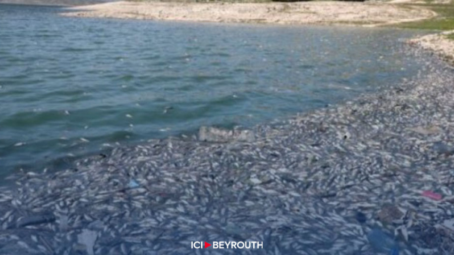 Hécatombe de poissons à Beddaoui