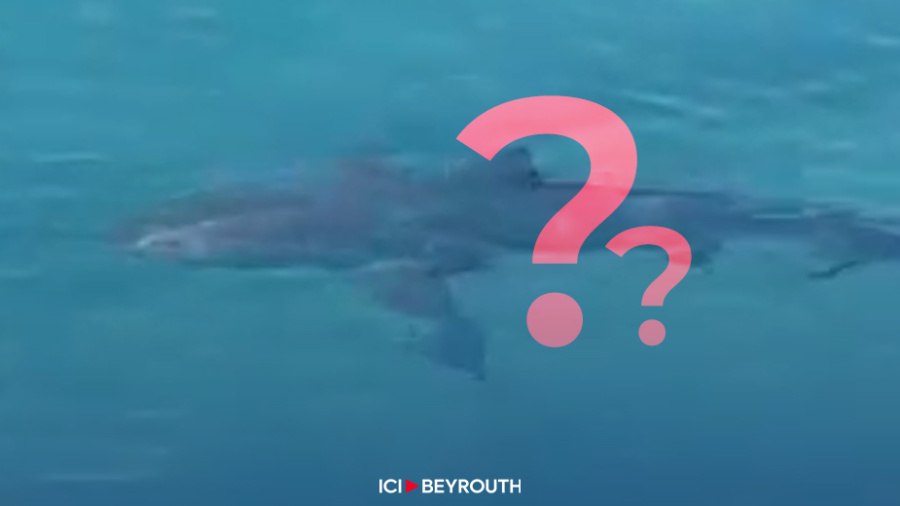 Quand un animal marin suspect à Jounieh fait le buzz!