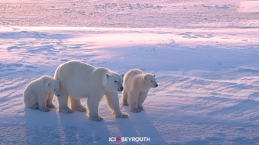 Quantification du lien entre émissions de CO2 et déclin des ours polaires