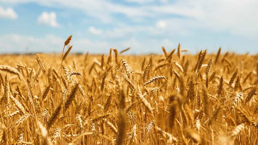 Les «commodities», votre alternative boursière
