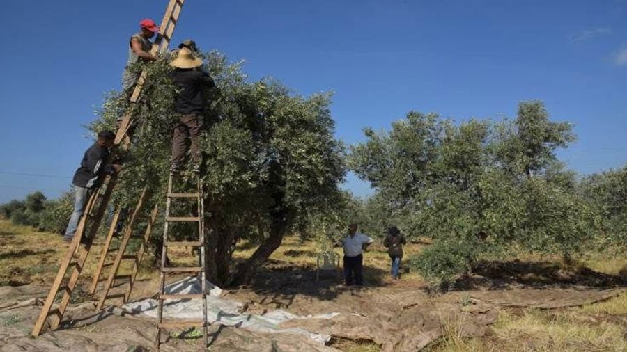 Pas de traces de phosphore dans les oliviers du Liban-Sud   