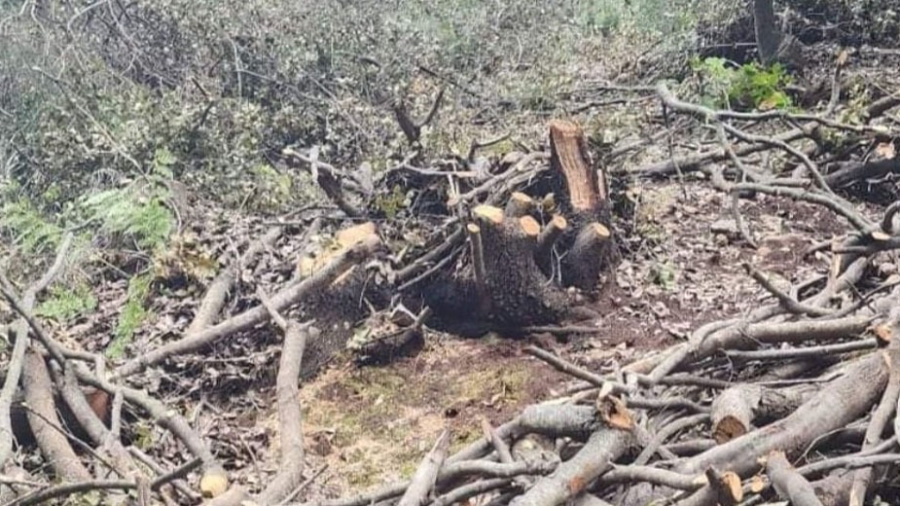 Un «massacre écologique» à la Qadisha